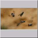 Andrena vaga - Weiden-Sandbiene -13- 05.jpg